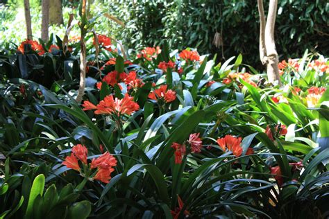 Clivias At The Botanical Gardens In Nelspruit Botanical Gardens