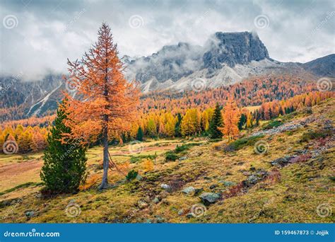 Foggy Sunny View Of Dolomite Alps With Yellow Larch Trees Colorful