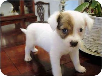 Find out more about beagle breed from. American Eagle Dog Info, Temperament, Training, Puppies ...