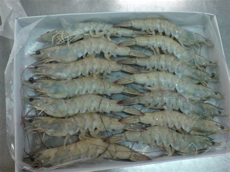 Best Vannamei Shrimp Suppliers Production Method Vannamei White