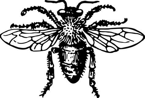 Silhouette Insect Drawing Honey Bee Clip Art Silhouette Png Download 512 512 Free