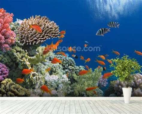 Tropical Fish On Coral Reef Wallpaper Wall Mural Wallsauce Uk