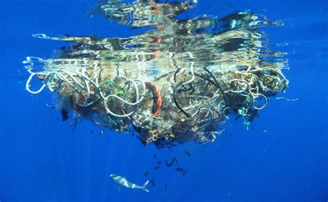 Senate Urges Action On Toxic Tide Of Marine Plastic