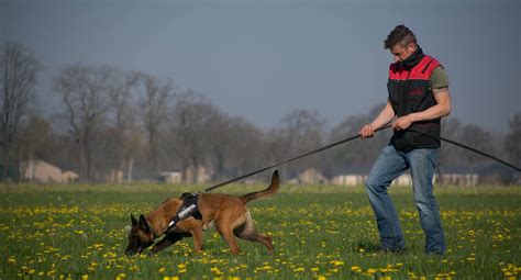 Tracking Dogs For Sale K10 Working Dogs Holland