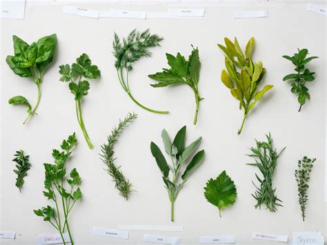 Our Guide To Growing And Cooking With Basic And Gourmet Herbs Sunset