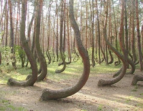 Mysterious Photos Of Unexplainably ‘crooked Forest In Poland