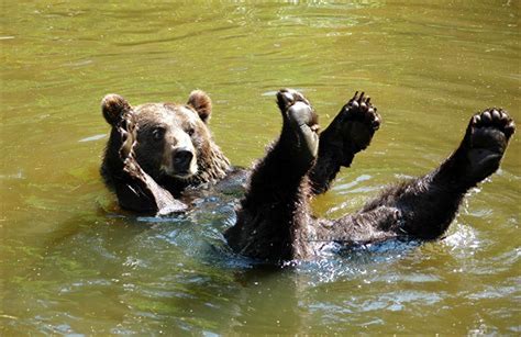 Bears Swimming Wallpapers High Quality Download Free