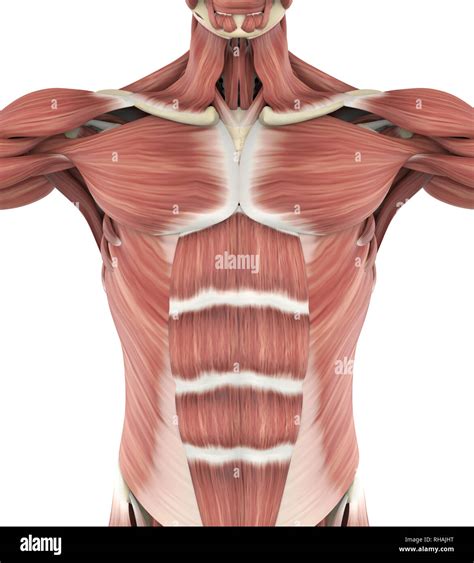 Anatomy Chest Muscles Diagram Muscles Of The Thoracic