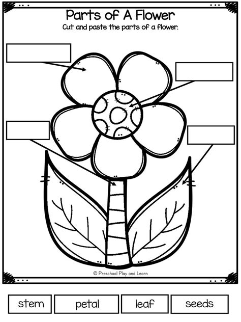 Parts Of A Flower Worksheet