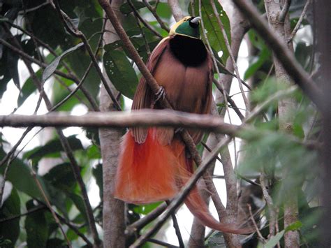 14 Of The Most Beautiful Birds Of Paradise Nature