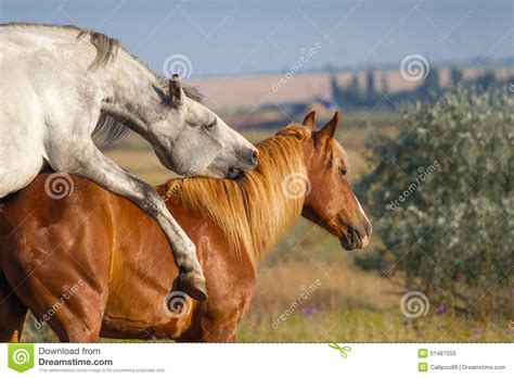 Cochon, brebis, vache, cheval de trait : Accouplement De Deux Chevaux Image stock - Image du ferme ...