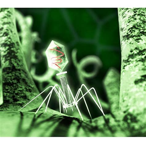 Plum pox virus вирус шарки слив. Studie rekonstruiert frühe Verbreitung von HIV in Afrika ...