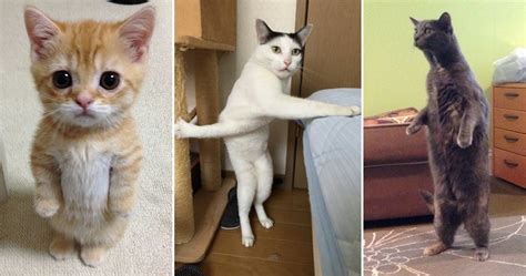 Cats Standing Up Will Make You Fall Down Laughing