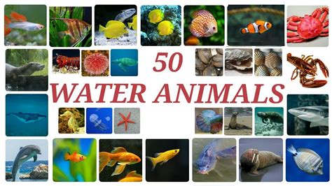 Top 100 + Water water animals - Lestwinsonline.com