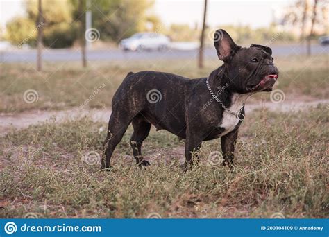 French Bulldog On A Walk At Park In Summer Day Surrounded By Other