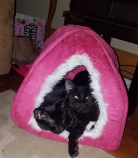 Our shelter functions 100% based upon donations and all funds are used for caring for our precious fur babies including medical care, spaying/neutering, vaccinations. Kings Harvest Pet Rescue No Kill Shelter 563 386 3117 ...