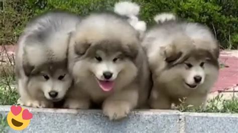 Adorable Fluffy Malamute Puppies Playing In The Snow Youtube