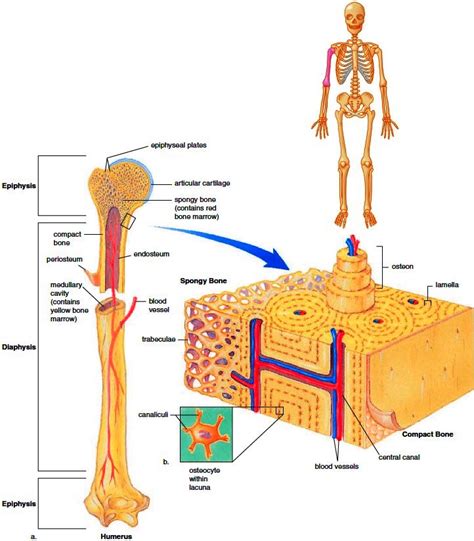 The long bones of the body contain many distinct regions due to the way in which they develop. Function Of Articular Cartilage In Long Bone - slidesharetrick