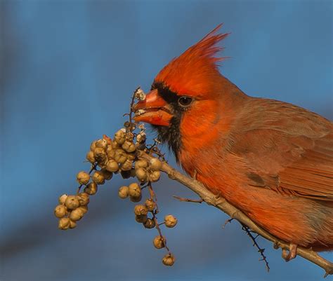 Cardinals Grosbeaks Buntings And Allies Flickr