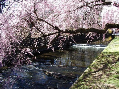Wanderer Cherry Blossom In Branch Brook Park