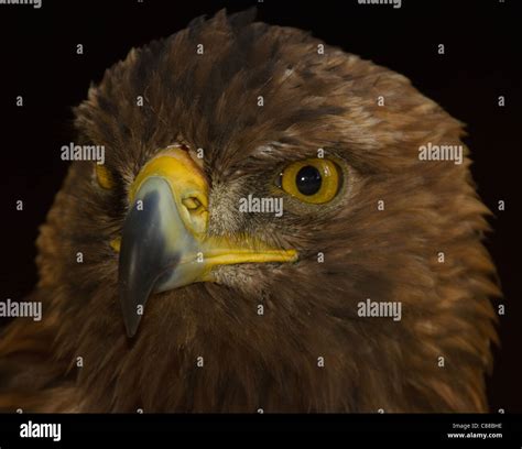 Golden Eagle Profile Stock Photo Alamy