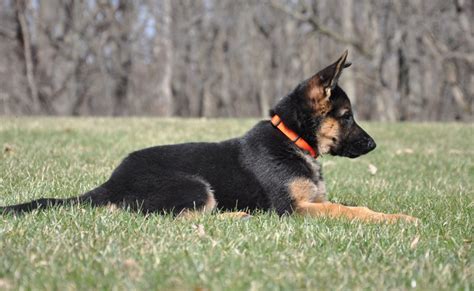Vollmond Breeder Of German Shepherd Puppies And Dogs For Sale Chicago