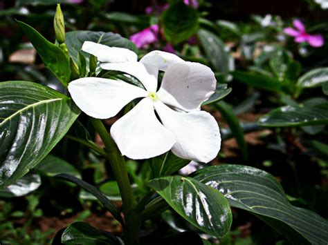 White Petals Free Photo Download Freeimages