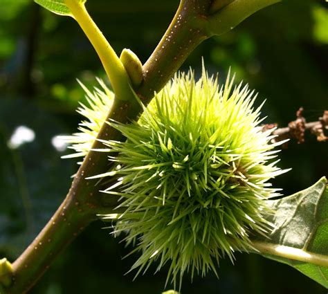 Spiky Tree Fruit Tony Worrall Photography Flickr