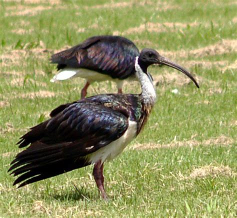 126 best birds shore birds long legs and beaks[herons ] images on pinterest herons long