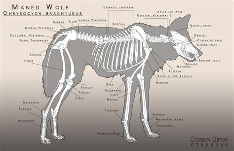 Maned Wolf Anatomy By Ohwoahitsme On Deviantart