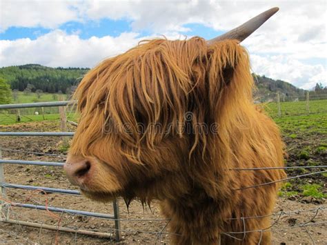 Hamish The Highland Cow In Kilmahog Scotland Stock Image Image Of