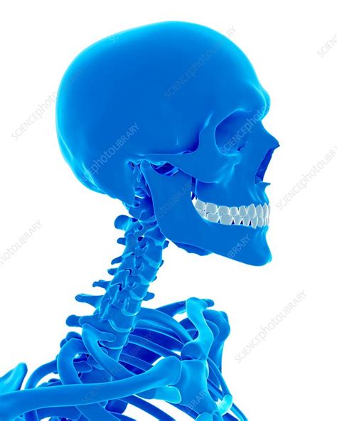 Human Skull Stock Image F0156175 Science Photo Library