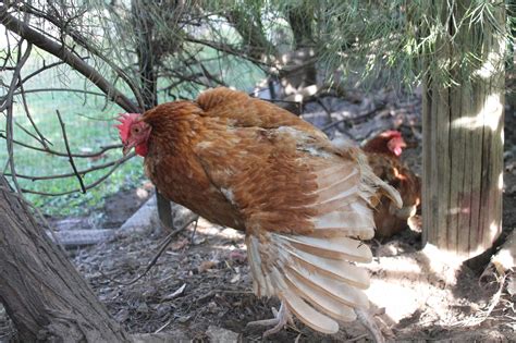 The Lowdown On Red Sex Links Backyard Chickens Learn How To Raise Chickens