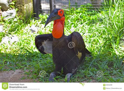 Big Bird With Red Goiter In A Tropical Park On A Green Grass Meadow