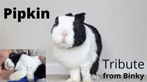 Pipkin the rabbit legend/remembering Pipkin / always in our hearts