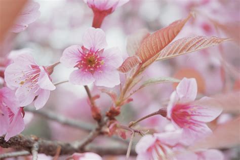 Free Images Branch Flower Petal Food Spring Produce Pink Flora