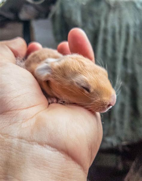Caring For Newborn Baby Rabbits Northern Nester