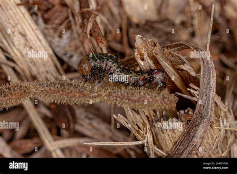 Small Moth Larva Of The Order Lepidoptera Stock Photo Alamy