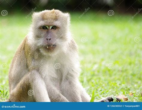 Close Up Monkey Portrait Stock Photo Image Of Face 126230552