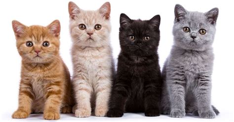 Arnab agora ialah bakal arnab yang kami rasakan paling comel di dunia. Gambar Kucing Comel dan Manja (Anak Kucing Lucu dan Paling ...