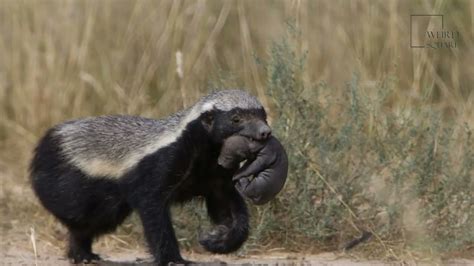 Honey Badger Honey Badgers Are The Worlds Most Fearless Animal