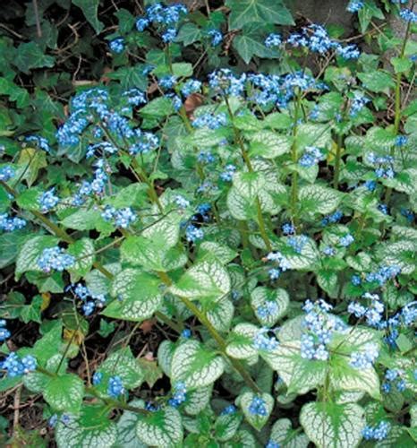 ‘jack Frost Named Perennial Plant Of The Year