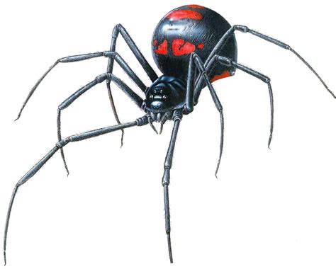Black Widow Spider Transparent Png Png Mart