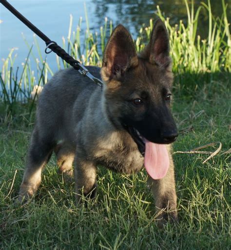Ryker Trained German Shepherd Puppy Zauberberg