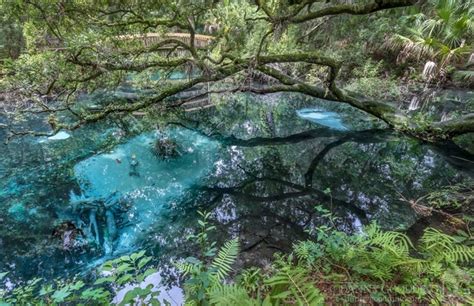 Fern Hammock Springs In Central Florida Plus Bonus Alligator Photorator