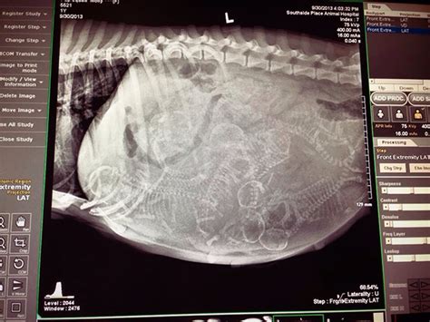23 Stunning Animal Pregnant X Rays That Are Both Adorable And Scary