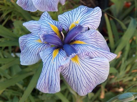 How to divide bearded irises. Irises forum→Japanese iris - Garden.org