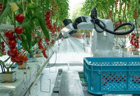 The Certhon Harvest Robot Makes Debut In Netherlands The Grower