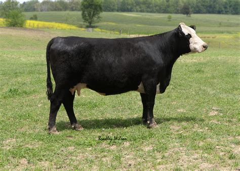 Donor Cow Program Registered Black Herefords And Registered Black Angus Cattle — Triple T Farm