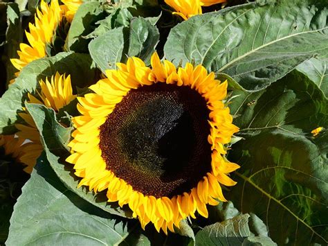 Check spelling or type a new query. Half Moon Bay Farmers Market - The Flowers at the Market ...
